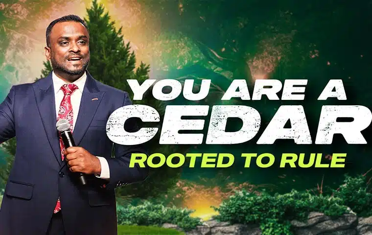 cedar